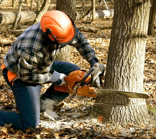 Tree Removal in Greenbackville, VA